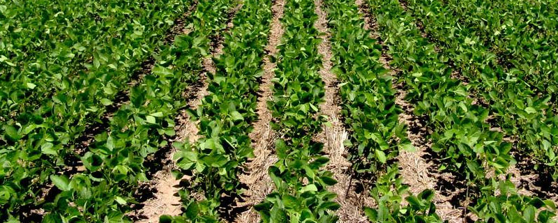 兴泓7号大豆种子特征特性，选择中等肥力地块种植