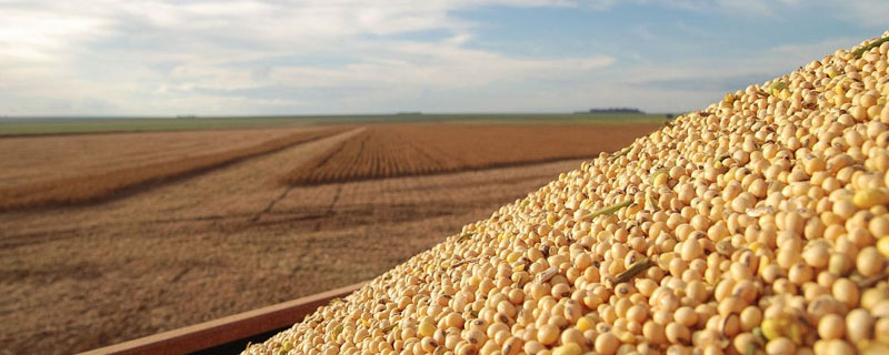龙垦311大豆品种简介，该品种亚有限结荚习性