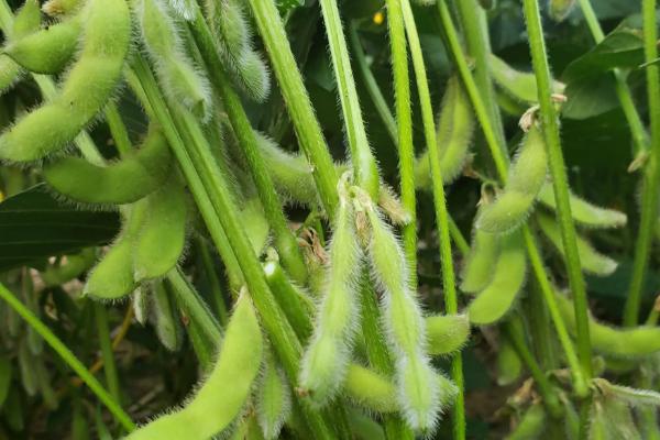 东农豆354大豆种子特征特性，选择中上等肥力地块种植