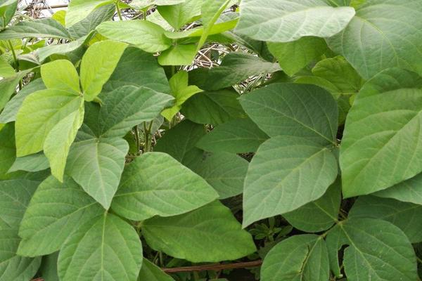 垦科豆56大豆种简介，该品种亚有限结荚习性
