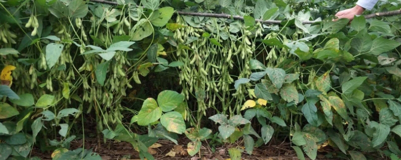 裕农5号大豆种子特点，选择中上等肥力地块种植
