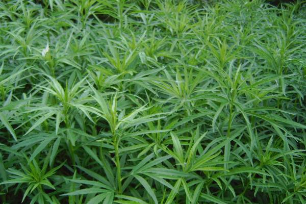 辽宁山野菜种类有哪些，你吃过哪几种