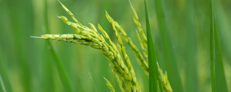 绥粳118水稻品种的特性，该品种主茎11片叶