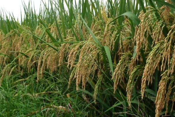 龙源110水稻品种简介，该品种主茎13片叶