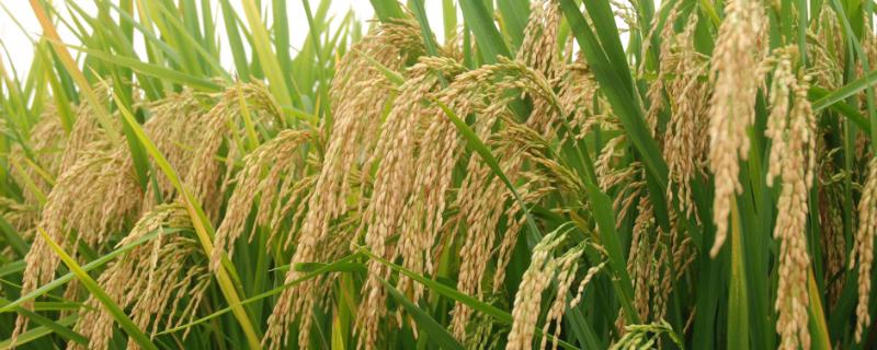 益农稻116水稻种子介绍，普通粳稻品种