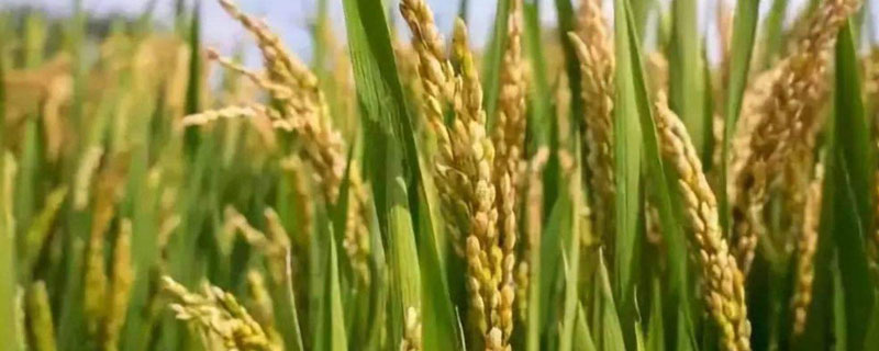 沪稻68水稻品种简介，粳型常规水稻品种