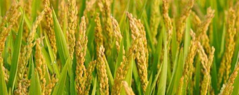 太安1号水稻种子简介，全生育期149.1天