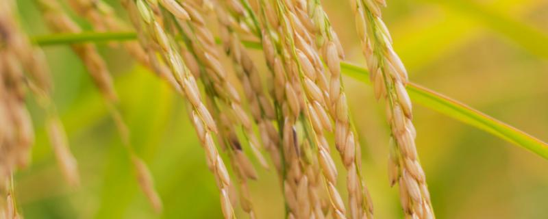 哈粳稻10号水稻种简介，该品种主茎13片叶