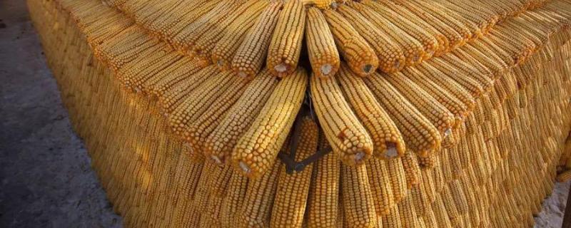 江玉898玉米种子介绍，普通玉米品种