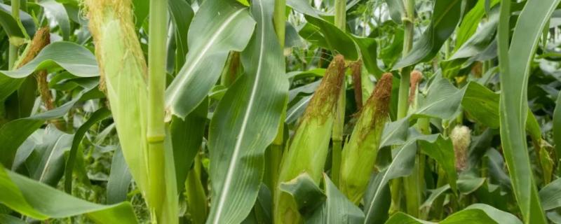 江玉青贮277玉米品种的特性，青贮玉米品种