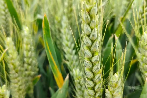 盐麦6号小麦品种的特性，推迟播种或中低产田适当增加