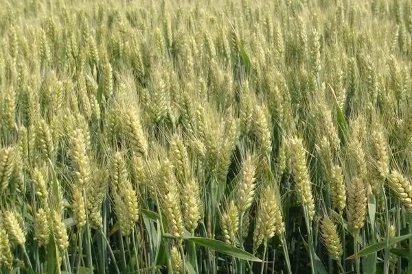 连麦185小麦种简介，每亩有效穗43.2万