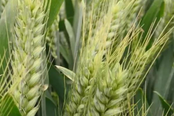 连麦185小麦种简介，每亩有效穗43.2万