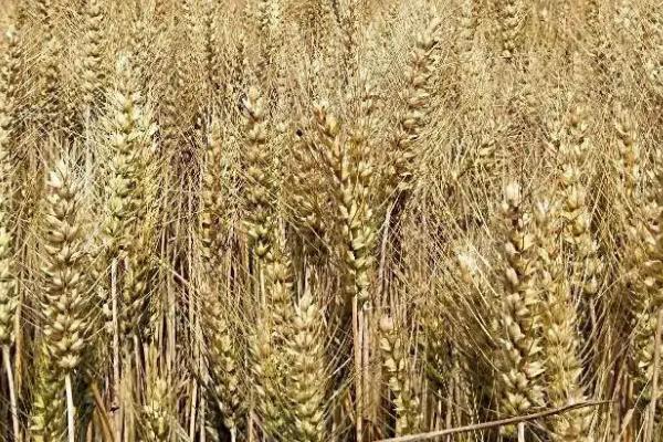 兴农麦9号小麦种简介，基本苗适期播种每亩16万左右