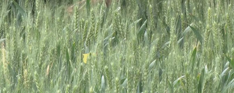 扬辐麦19小麦品种简介，推迟播种或中低产田适当增加