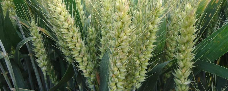 盐麦5号小麦品种简介，推迟播种或中低产田适当增加