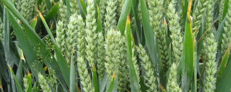 扬辐麦20小麦种子简介，春性小麦品种