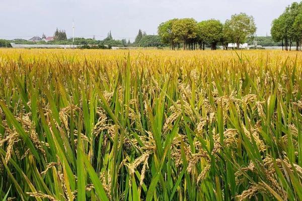 Q两优丝苗水稻种简介，一般5月上中旬播种