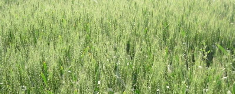 兴农麦9号小麦种简介，基本苗适期播种每亩16万左右