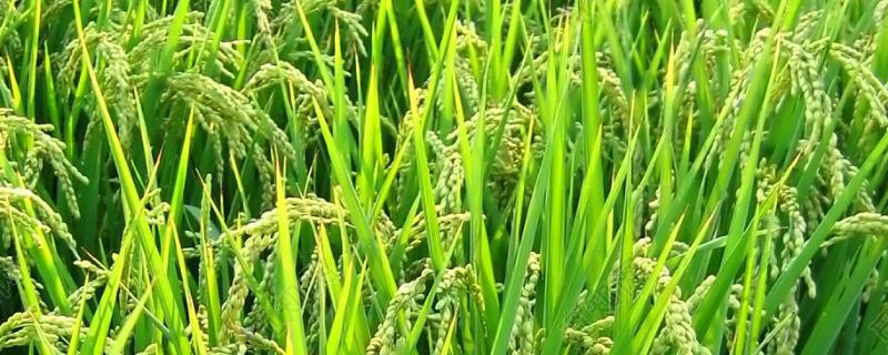 赣优735水稻种子简介，每亩插足1.5万穴