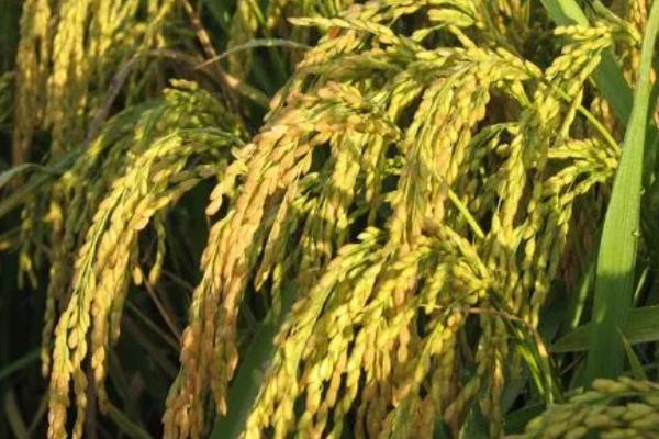 华粳9号水稻种子特点，每亩有效穗22.8万