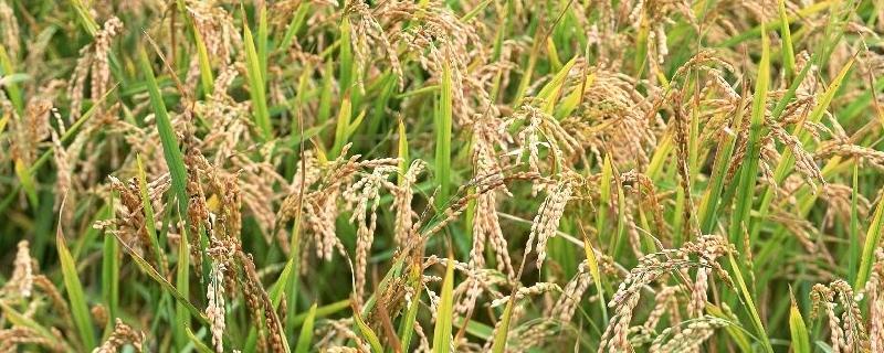 苏粳1180水稻种子特征特性，高抗条纹叶枯病