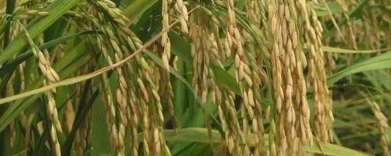 华优868水稻种简介，搁田前后及时防治纹枯病
