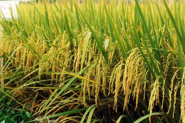 华优868水稻种简介，搁田前后及时防治纹枯病