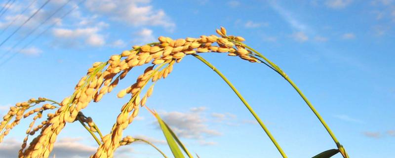 金扬软玉水稻种简介，大田用种量每亩3~4公斤