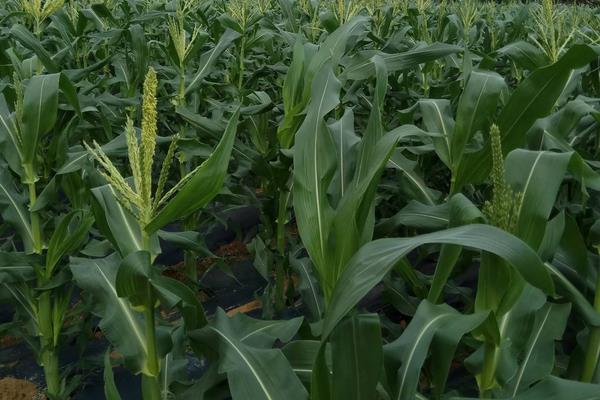 浙科糯9号玉米种子简介，种植密度以每亩3500株为宜