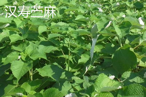 湖南常德市汉寿县的特产，汉寿苎麻产业链完善