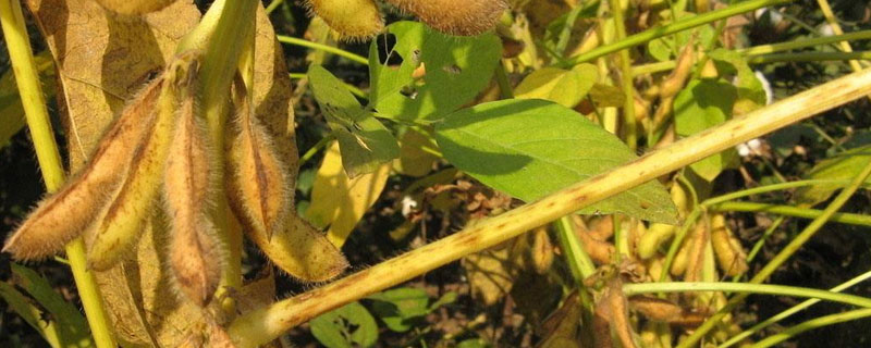 浙农18号大豆种子简介，该品种为有限结荚习性