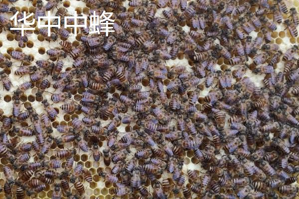 中国有哪些品质好的土蜂品种，包括北方中蜂、华南中蜂、华中中蜂等种类