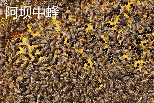中国有哪些品质好的土蜂品种，包括北方中蜂、华南中蜂、华中中蜂等种类