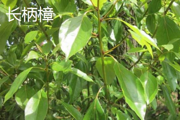 香樟树有哪些品种，黄樟、油樟、长柄樟等品种较常见