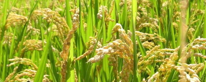 中佳早74水稻种子简介，着粒密度中等