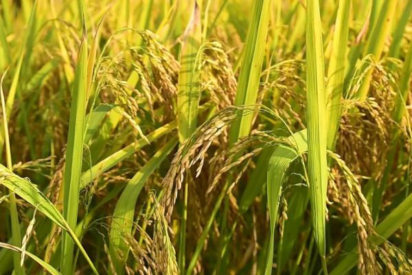 华中优9404水稻种子特征特性，注意病虫害防治