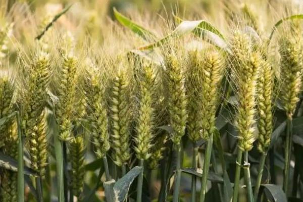 安农189小麦种子特征特性，属半冬性品种