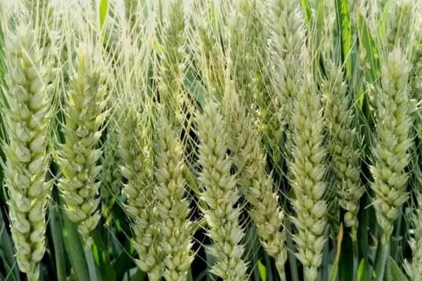 爱禾麦303小麦品种的特性，属半冬性品种