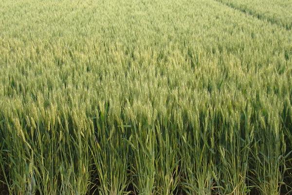 安农189小麦种子特征特性，属半冬性品种