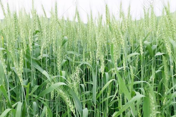 爱禾麦303小麦品种的特性，属半冬性品种