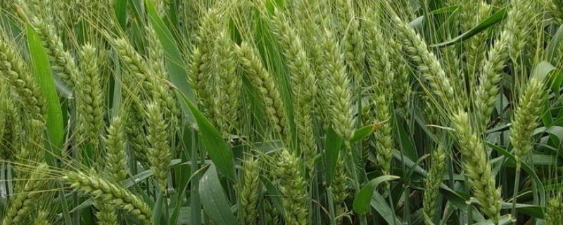 涡麦19小麦种子特点，属半冬性品种