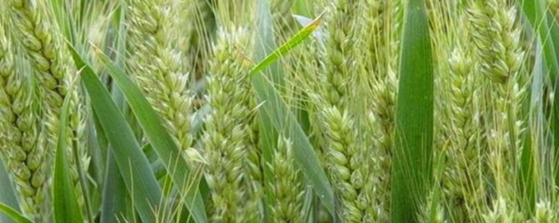 双收麦6号小麦种简介，每亩16－18万基本苗