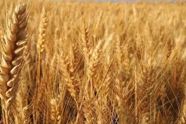 宿6165小麦种子介绍，每亩16－18万基本苗