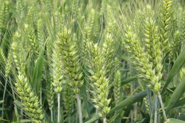 宿6165小麦种子介绍，每亩16－18万基本苗