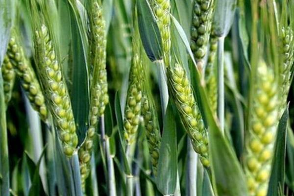 涡麦19小麦种子特点，属半冬性品种