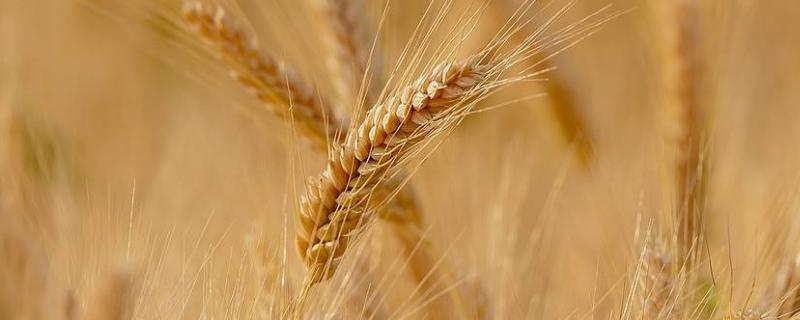 安科1702小麦种简介，属半冬性品种