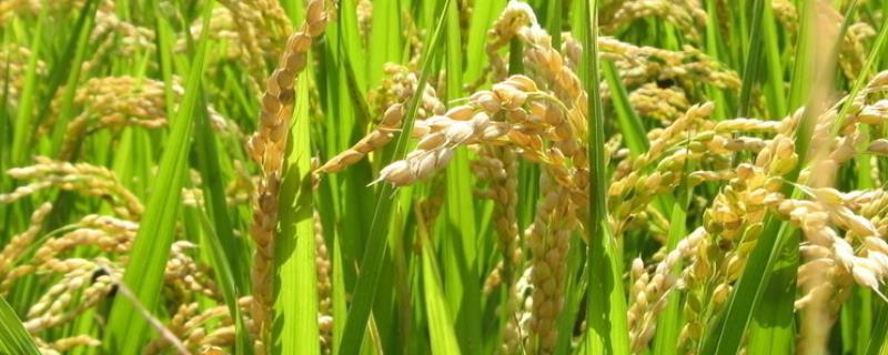 野香优粉丝水稻种子特点，大田用种量每亩1.5公斤