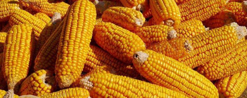 耕玉287玉米品种简介，适宜密度5000株/亩