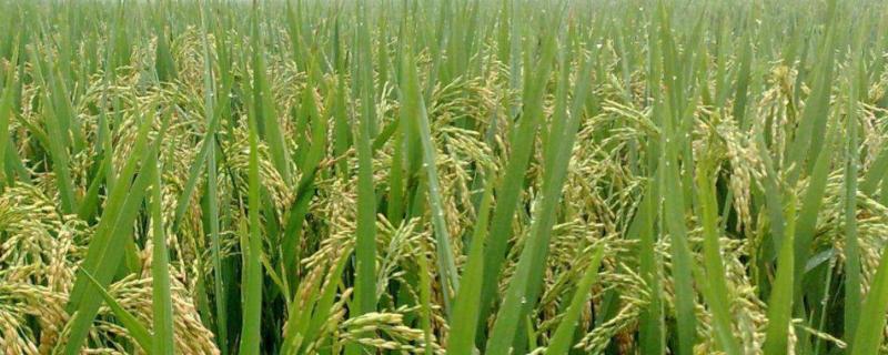 格两优1810水稻种简介，5月上中旬播种